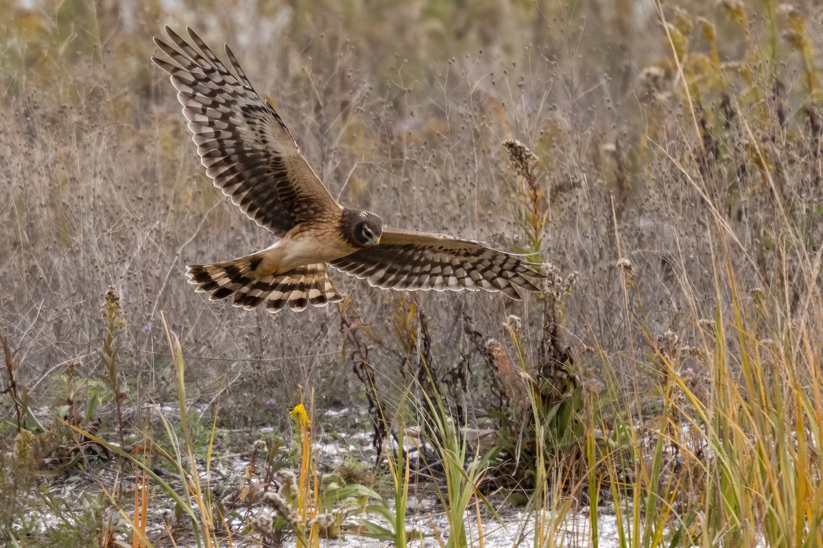 mørkmyrhauk - ML645189845