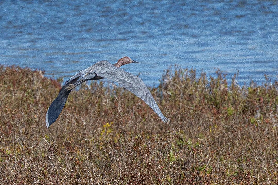 Reddish Egret - ML645189851