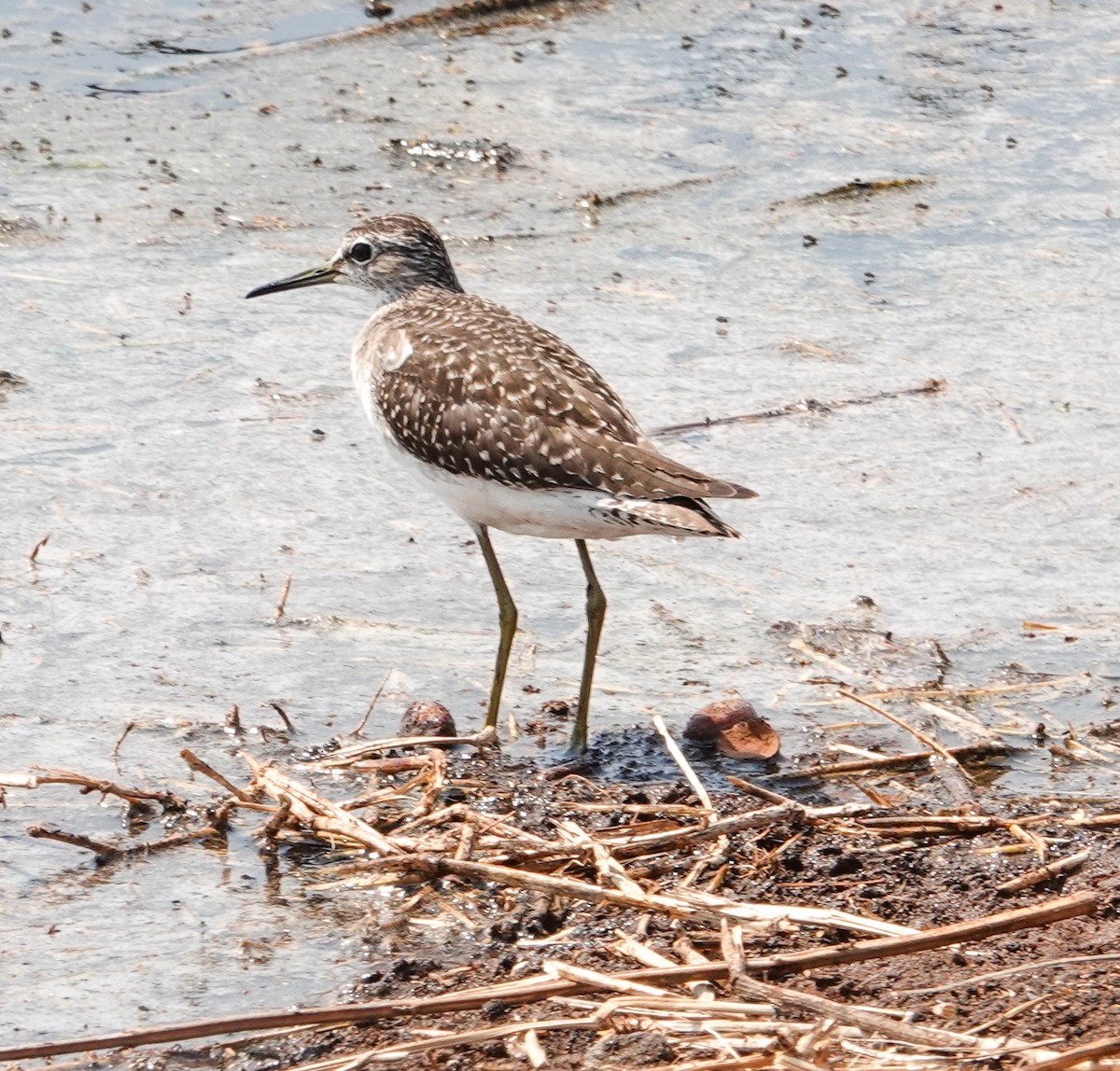 vodouš bahenní - ML645189855