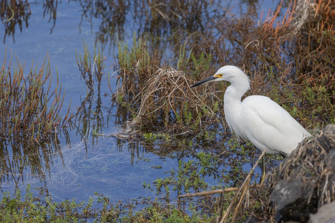 Snowy Egret - ML645189857