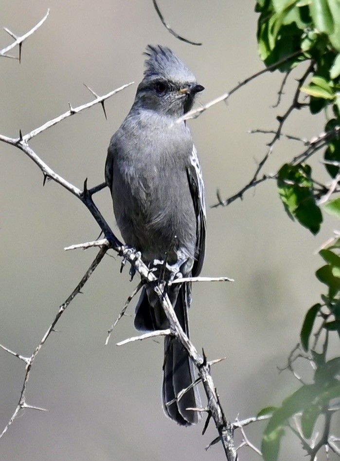 Phainopepla - ML645189860