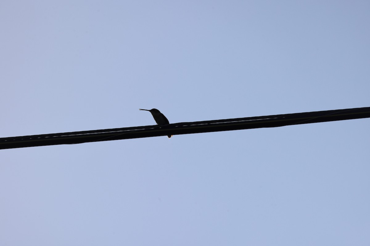 Колібрі рубіновогорлий - ML645189863