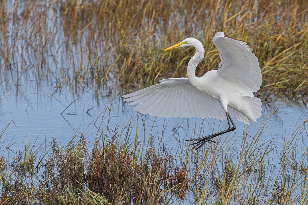 Great Egret - ML645189866
