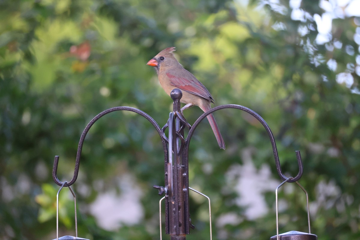Northern Cardinal - ML645189870