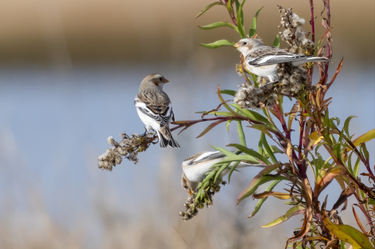 Snow Bunting - ML645189871