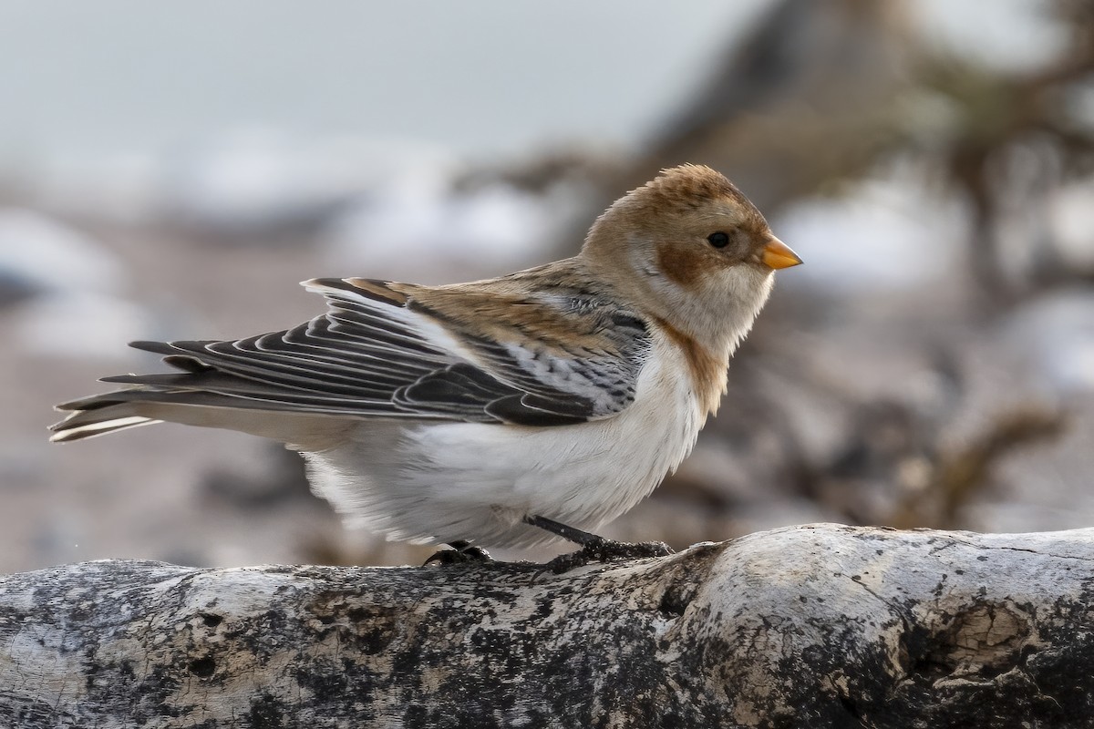 Snow Bunting - ML645189872