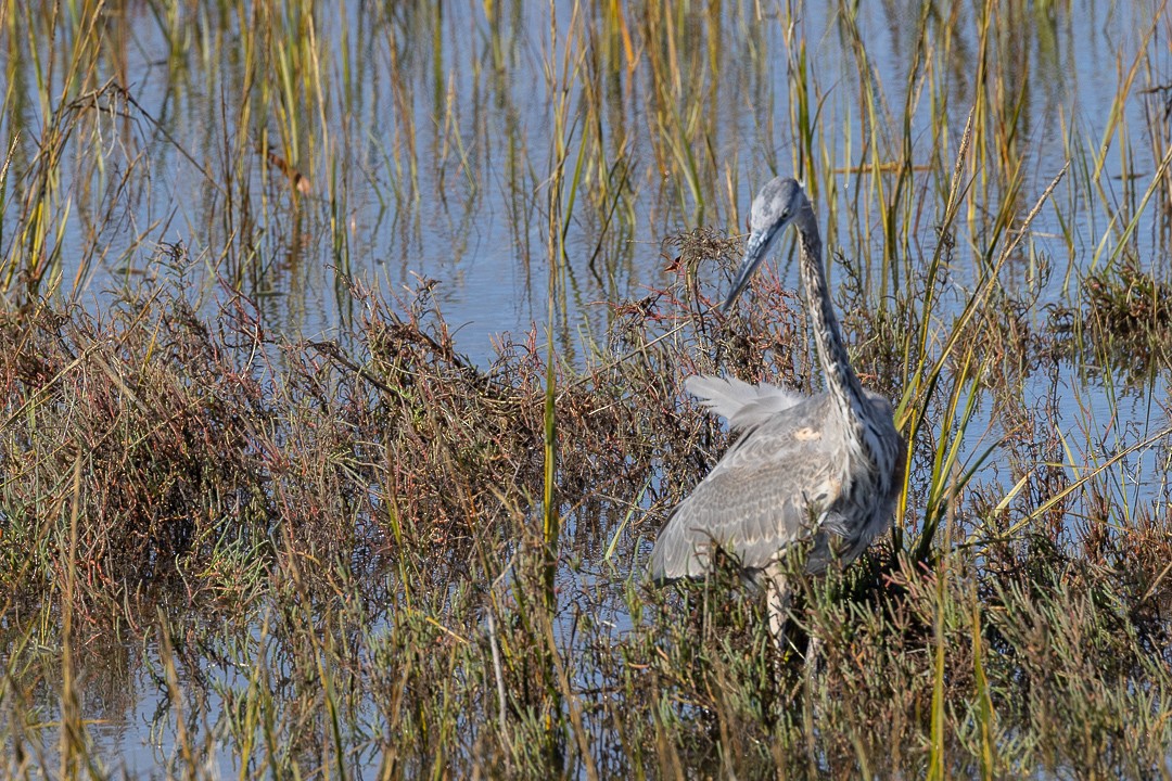 Great Blue Heron - ML645189875