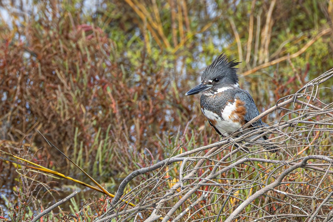 Belted Kingfisher - ML645189878
