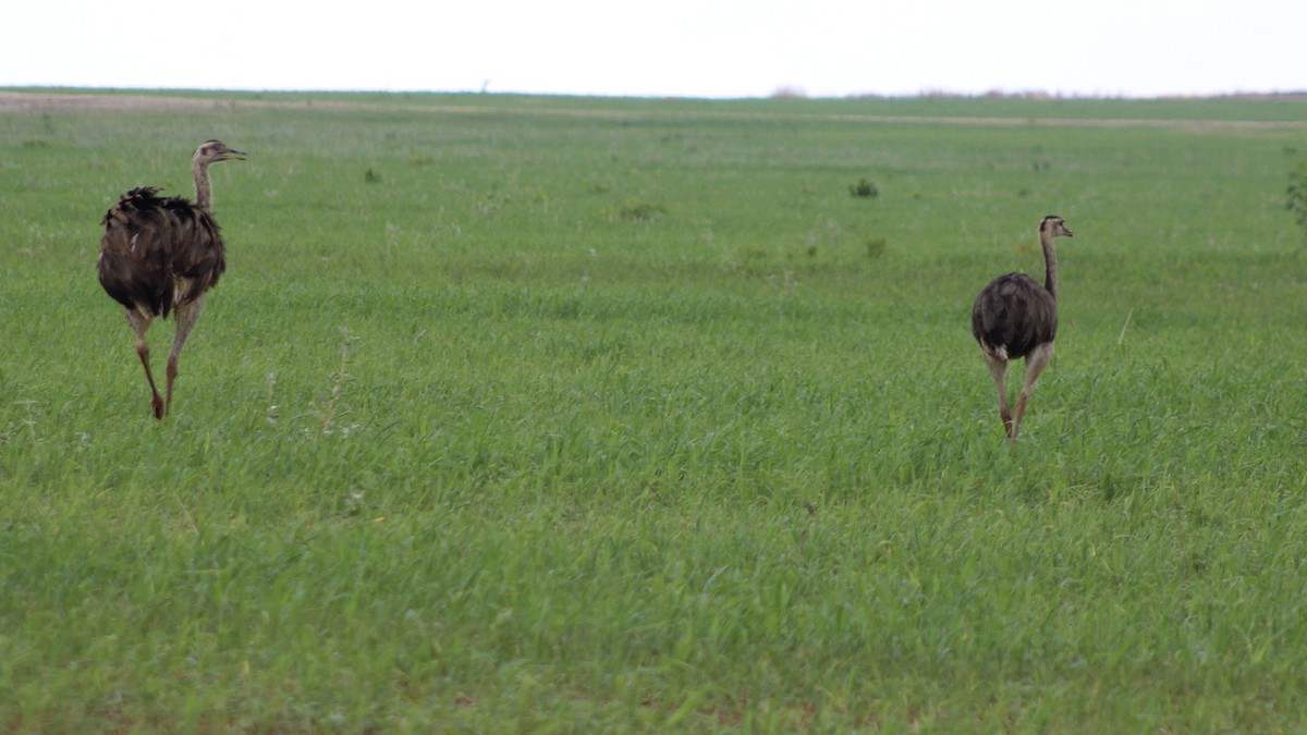 Ñandu nagusia - ML645189896