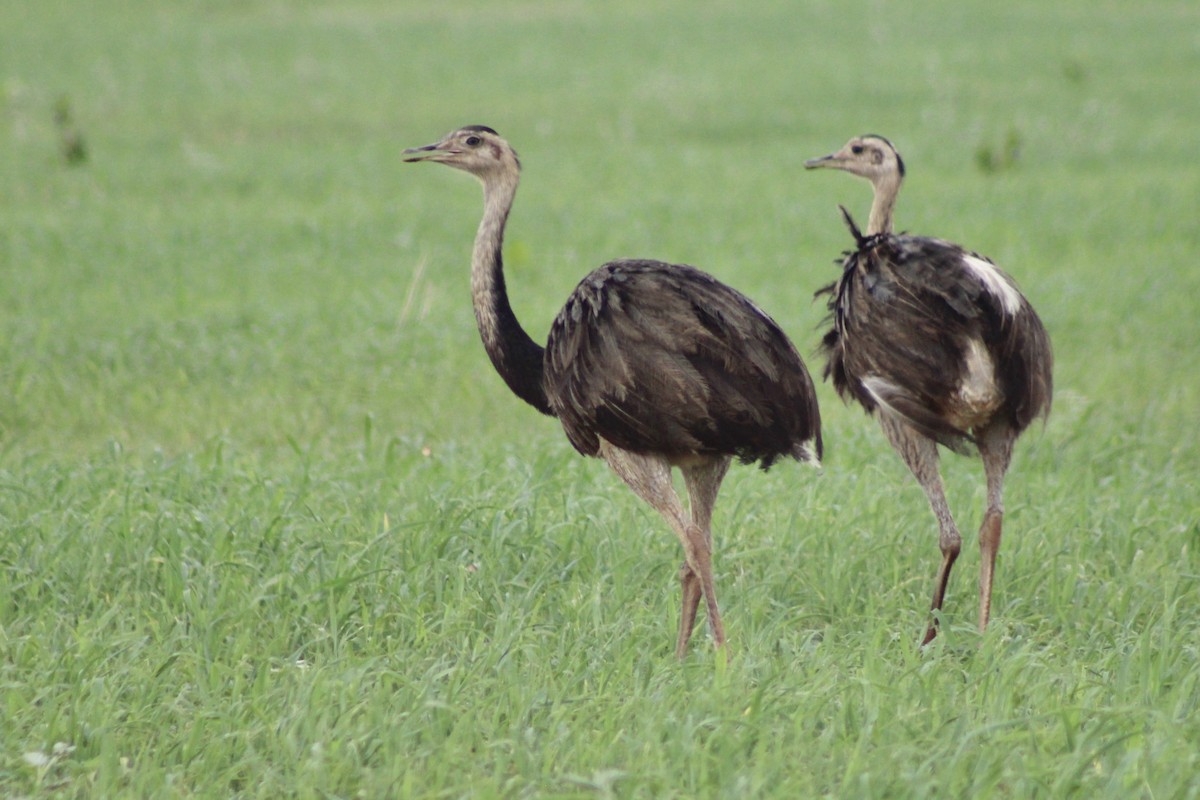 Ñandu nagusia - ML645189898