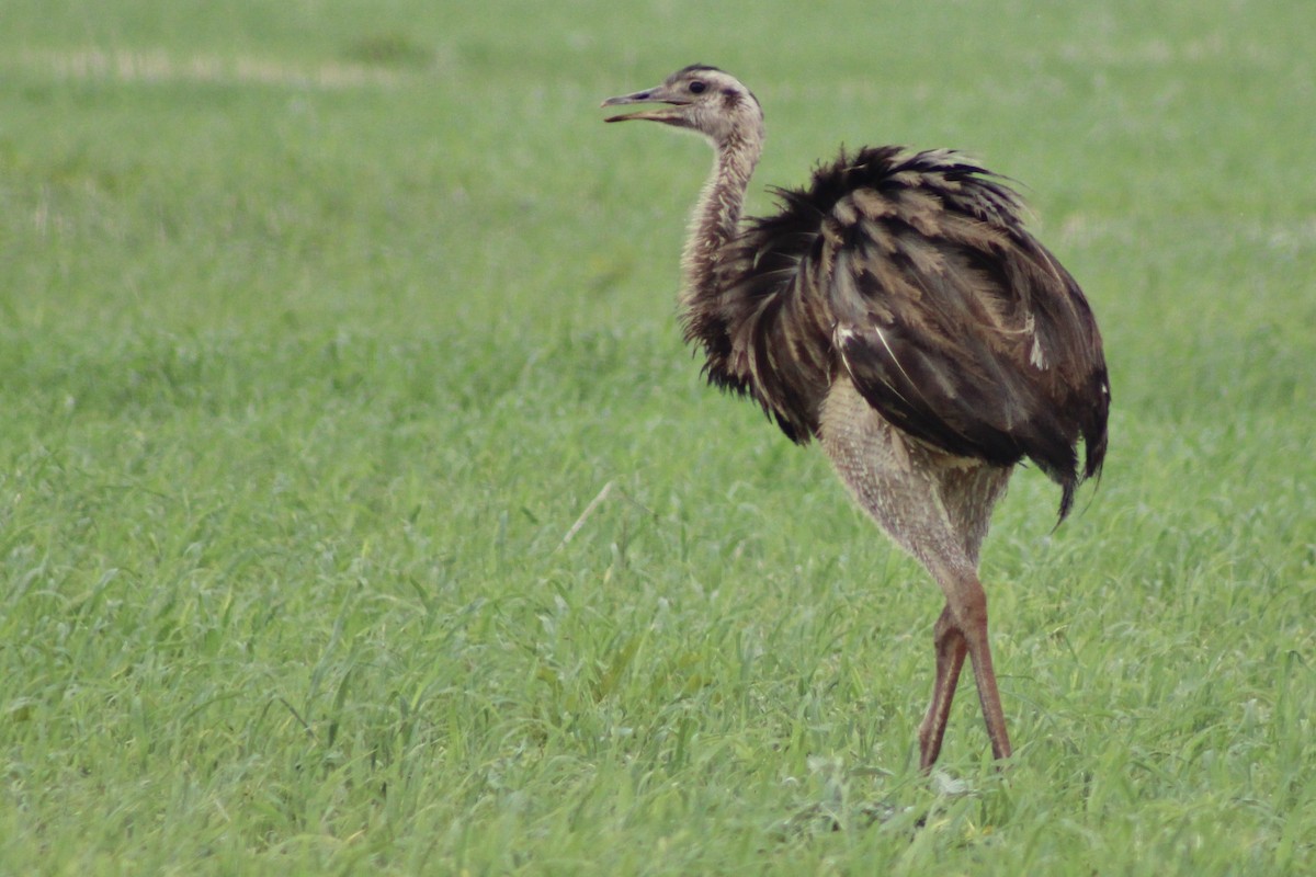 Ñandu nagusia - ML645189899