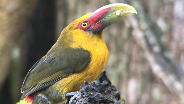 Saffron Toucanet - ML645189925