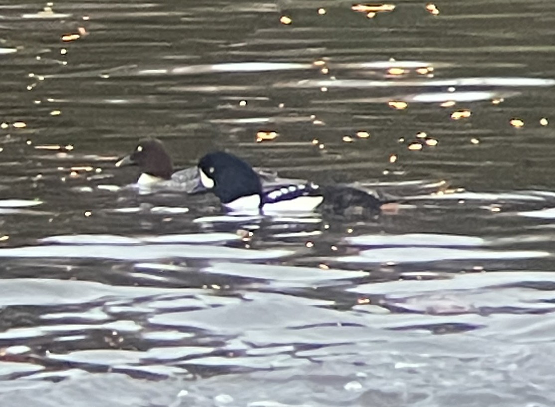 Barrow's Goldeneye - ML645190017