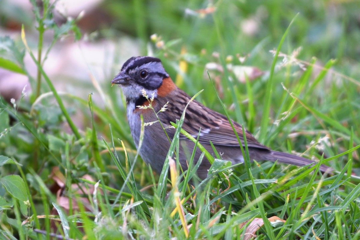 Morgenammer - ML645190064