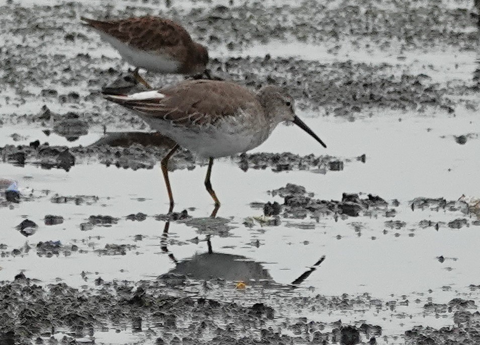 jespák dlouhonohý - ML645190066