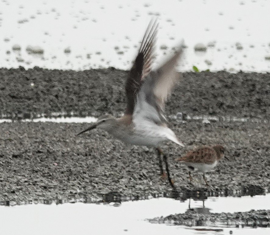 jespák dlouhonohý - ML645190067