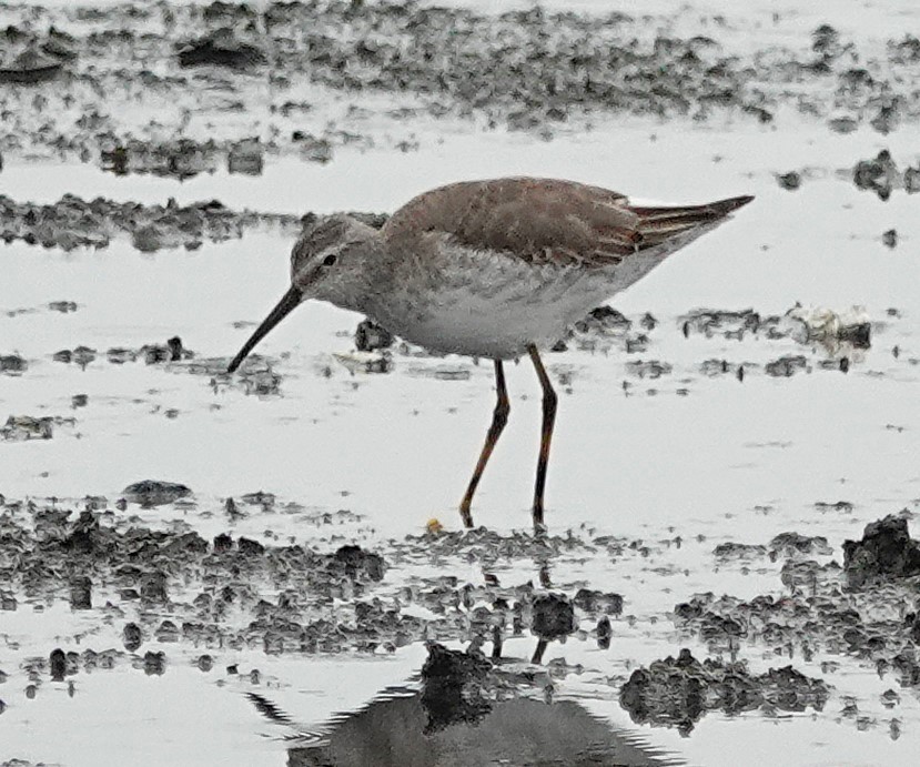 jespák dlouhonohý - ML645190068