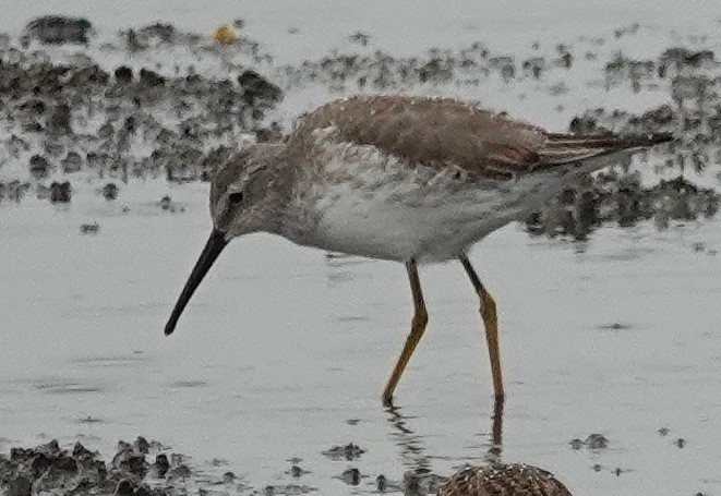 jespák dlouhonohý - ML645190069