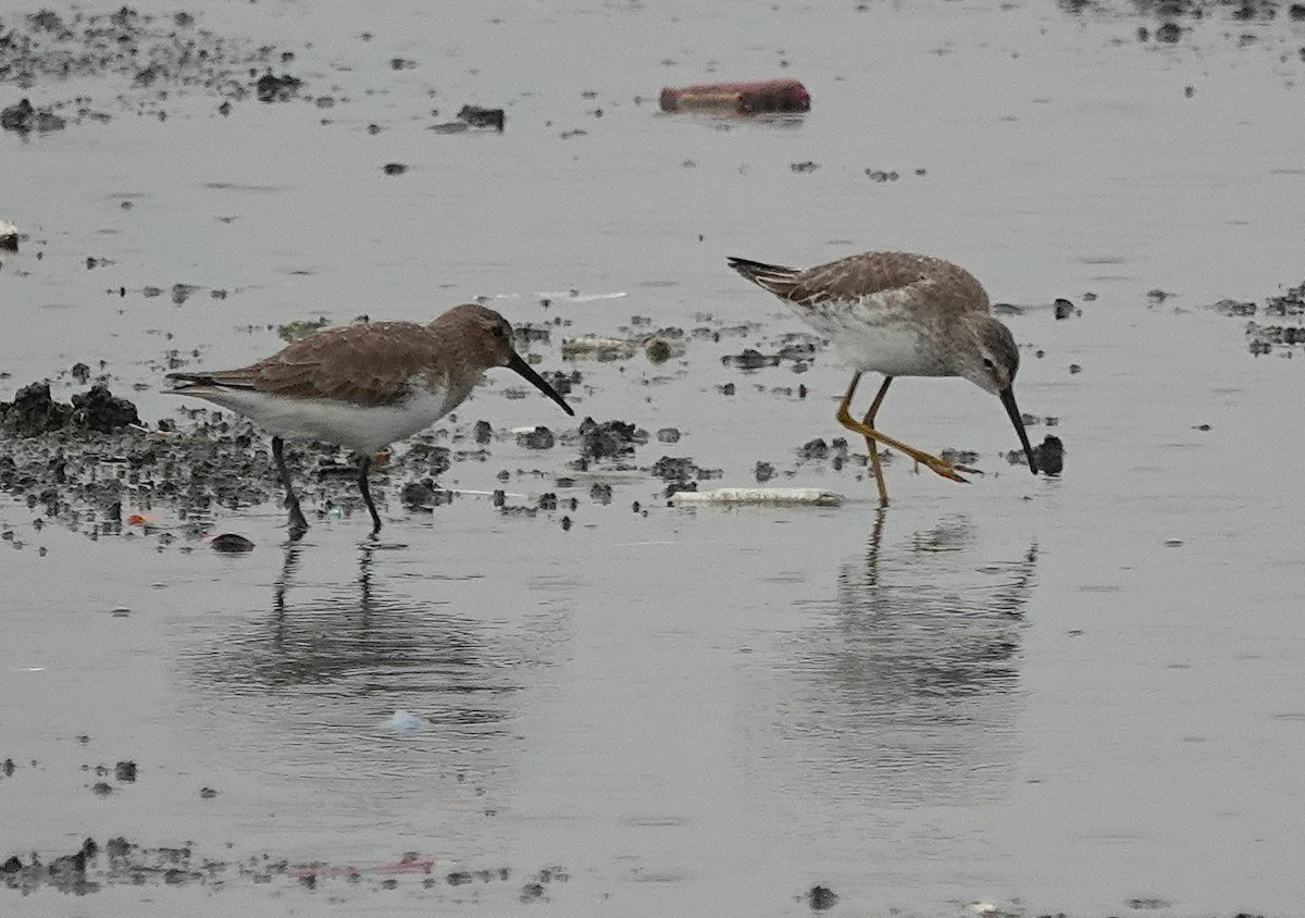 jespák dlouhonohý - ML645190070