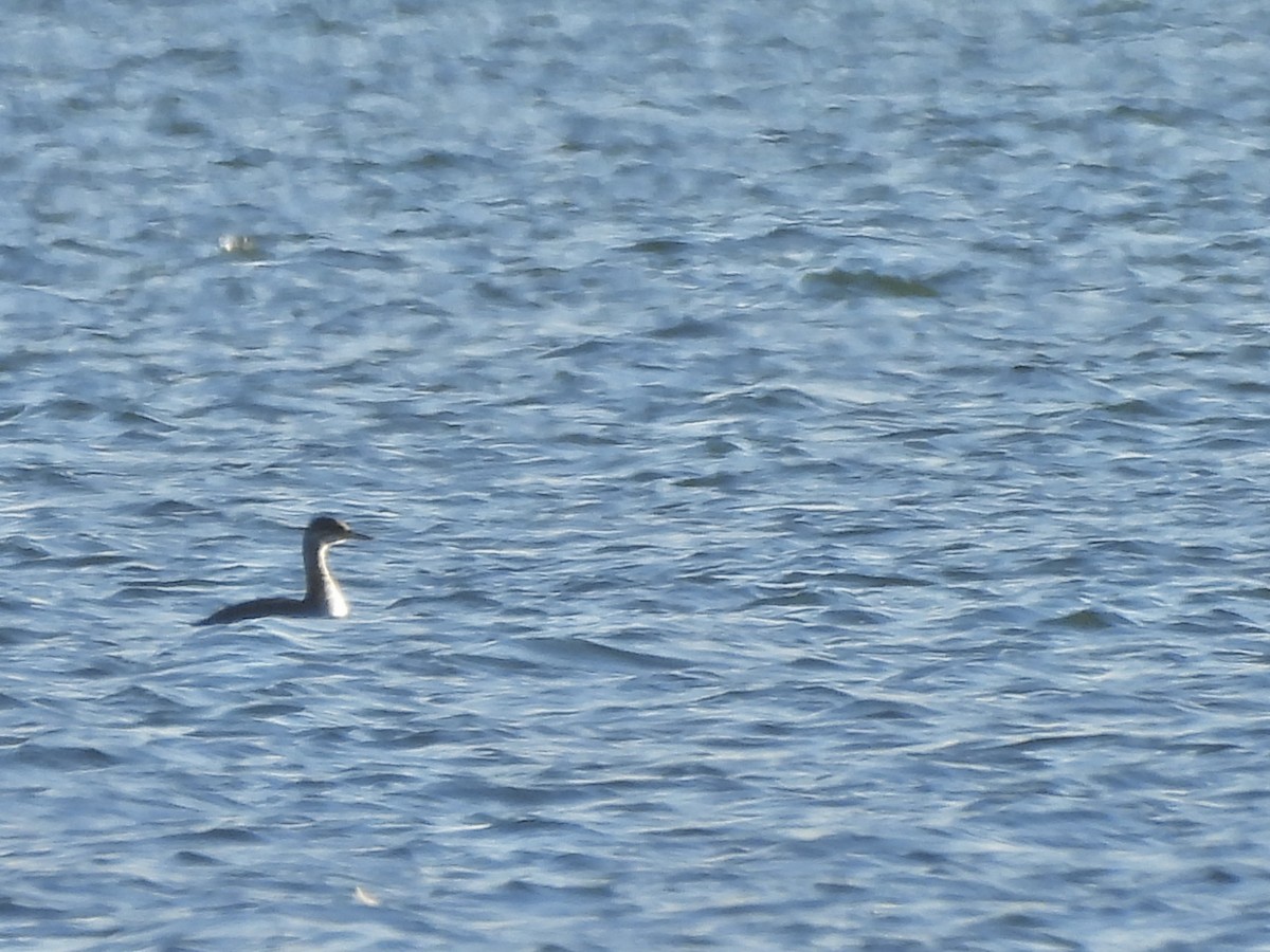 Пірникоза сірощока - ML645190072