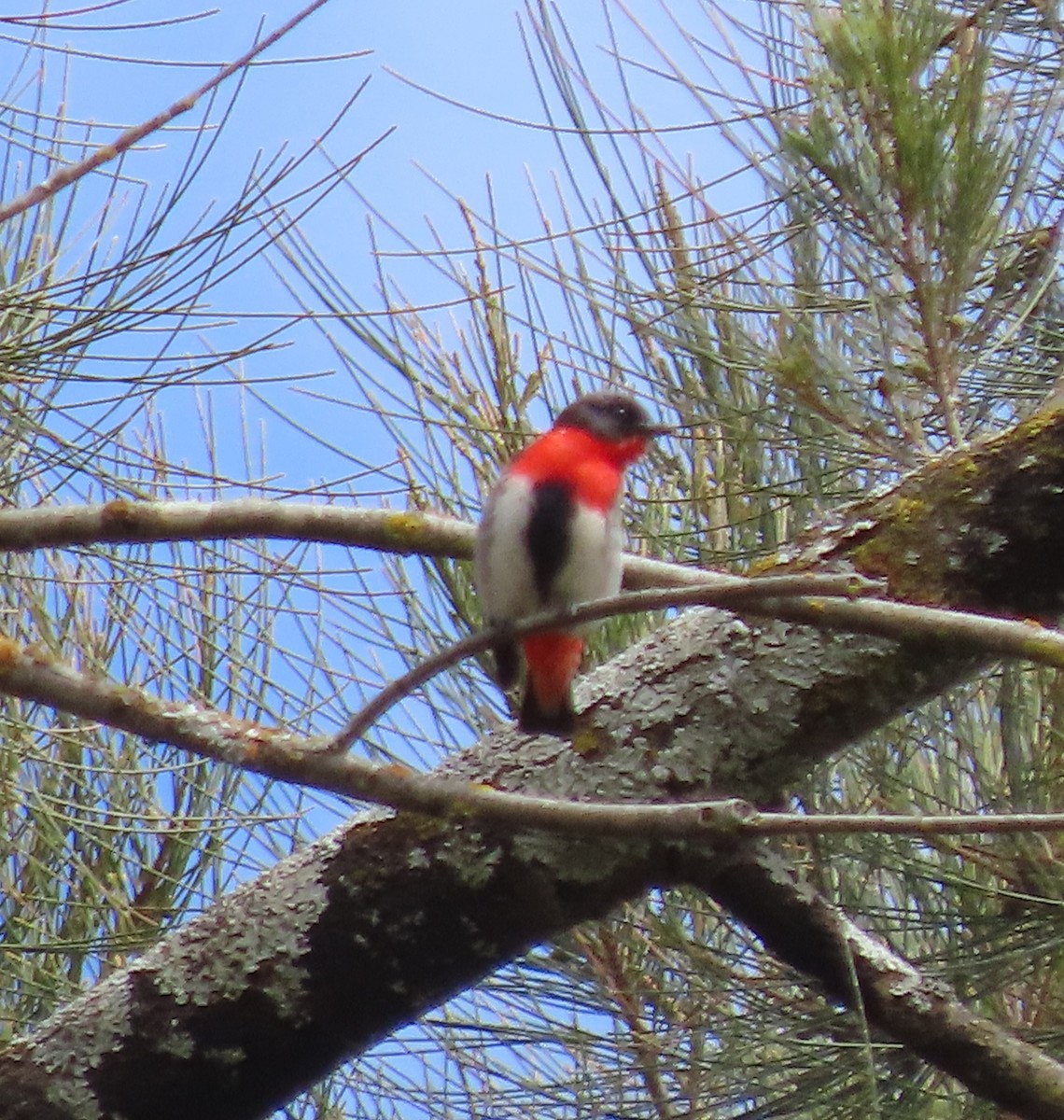 Mistletoebird - ML645190082
