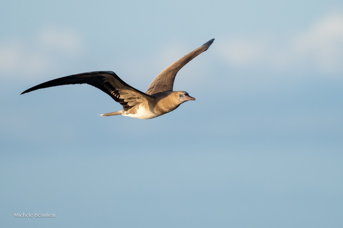 Rotfußtölpel - ML645190087