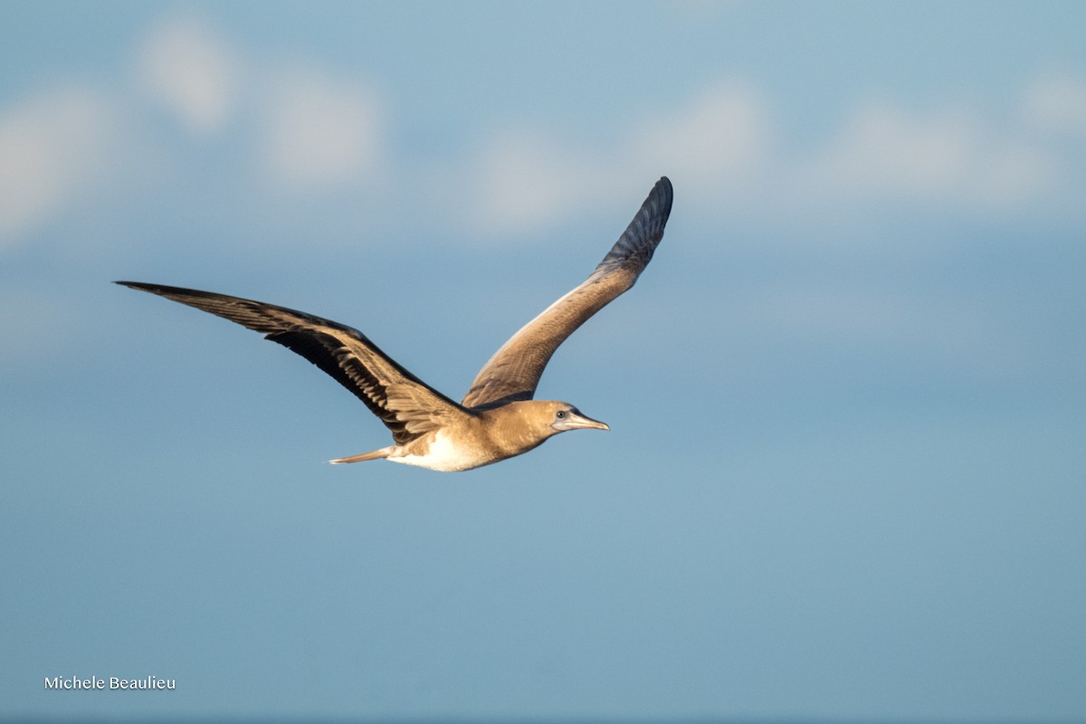 Rotfußtölpel - ML645190089