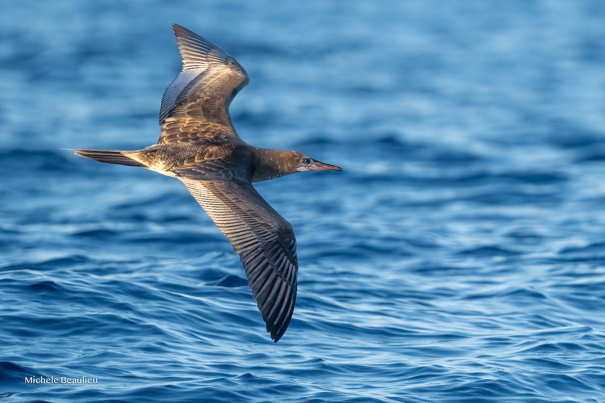 Rotfußtölpel - ML645190090