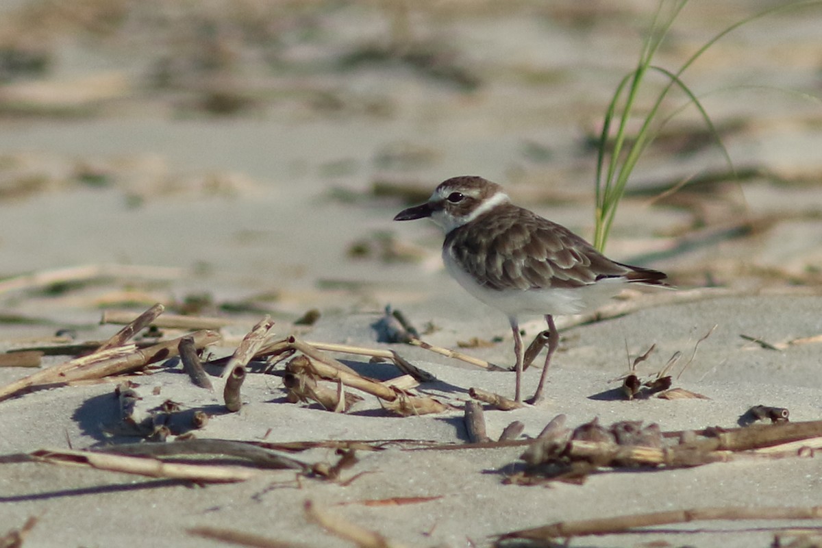 Wilson's Plover - ML64519011