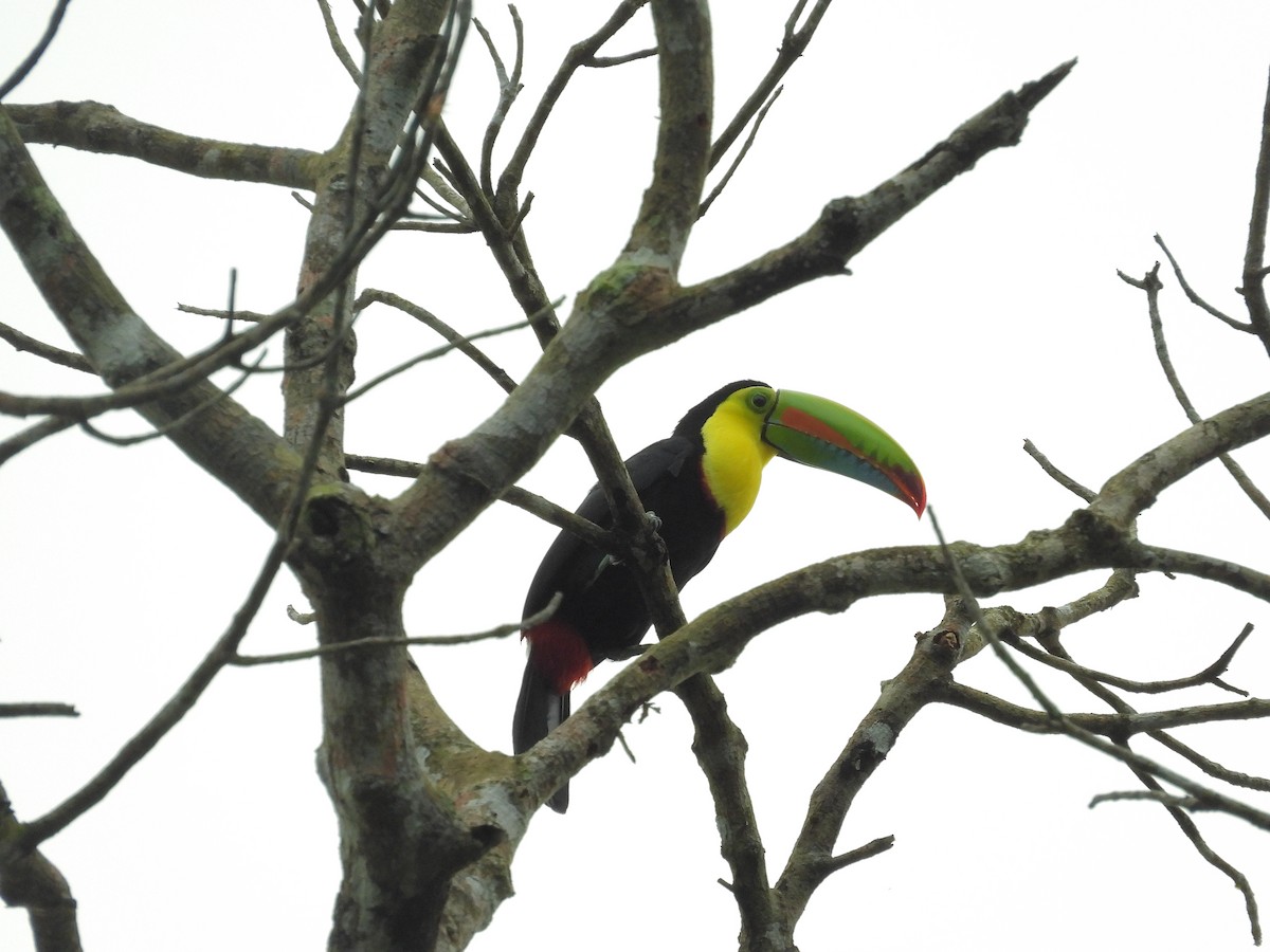 regnbuetukan - ML645190112