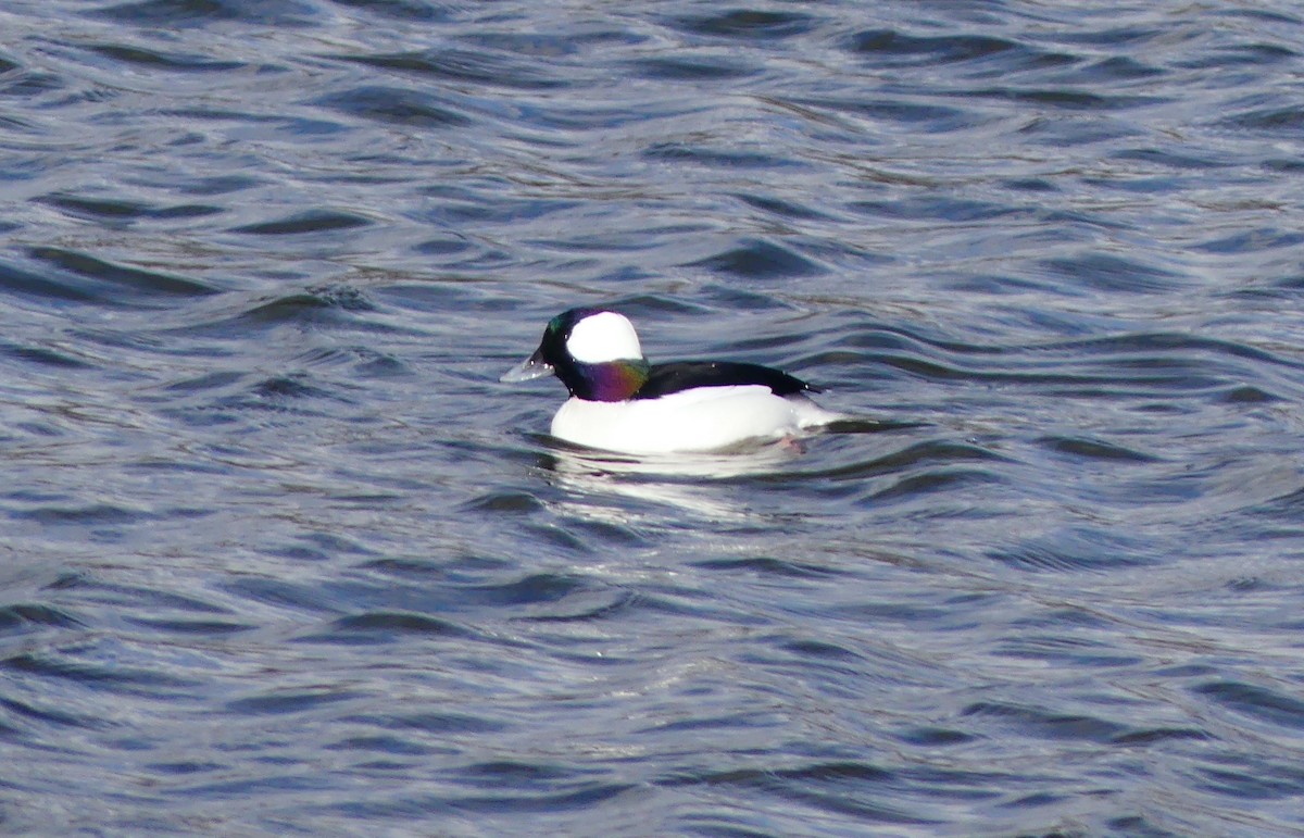 Bufflehead - ML645190122