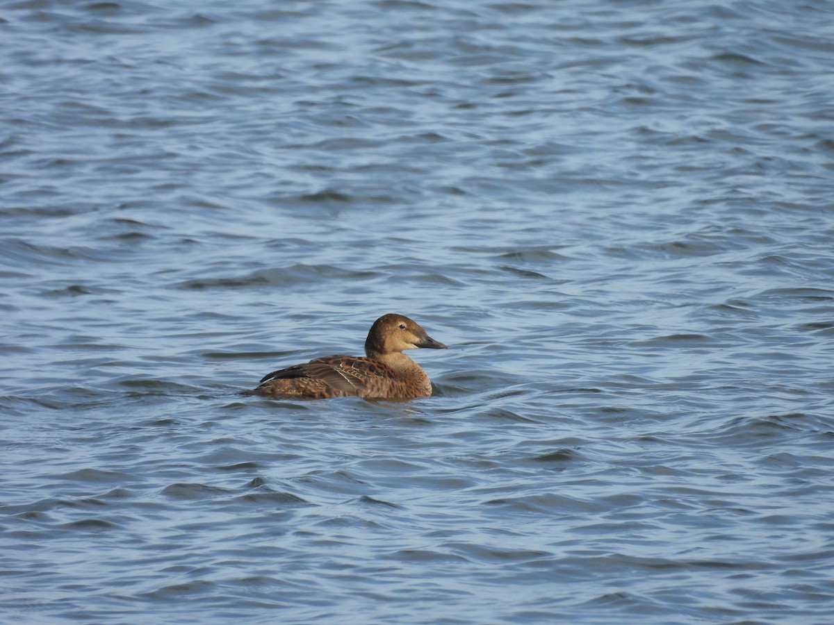 King Eider - ML645190123