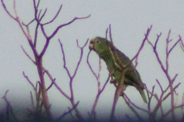 Turquoise-fronted Amazon - ML645190140
