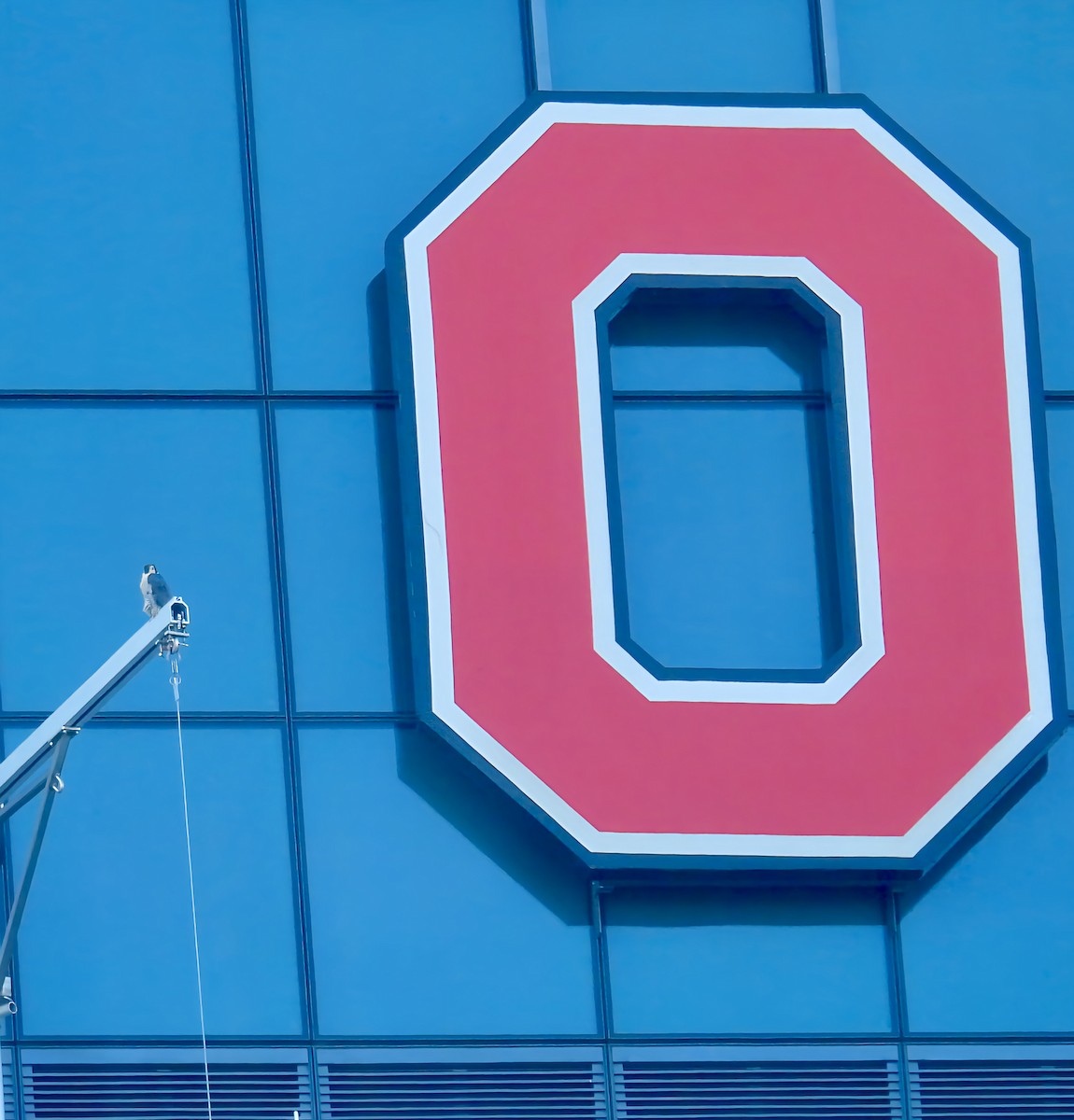 sokol stěhovavý - ML645190144