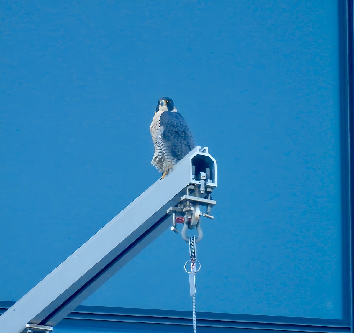 sokol stěhovavý - ML645190145