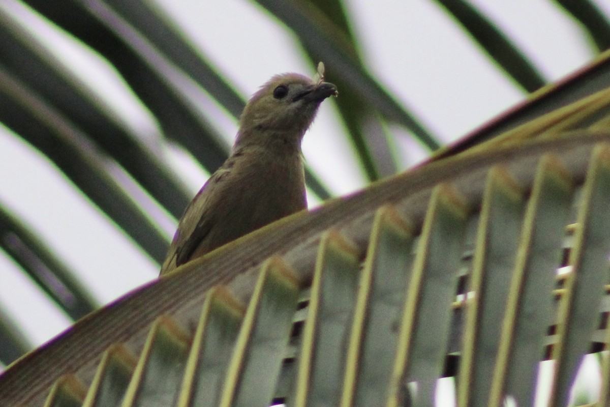 Tangara des palmiers - ML645190146