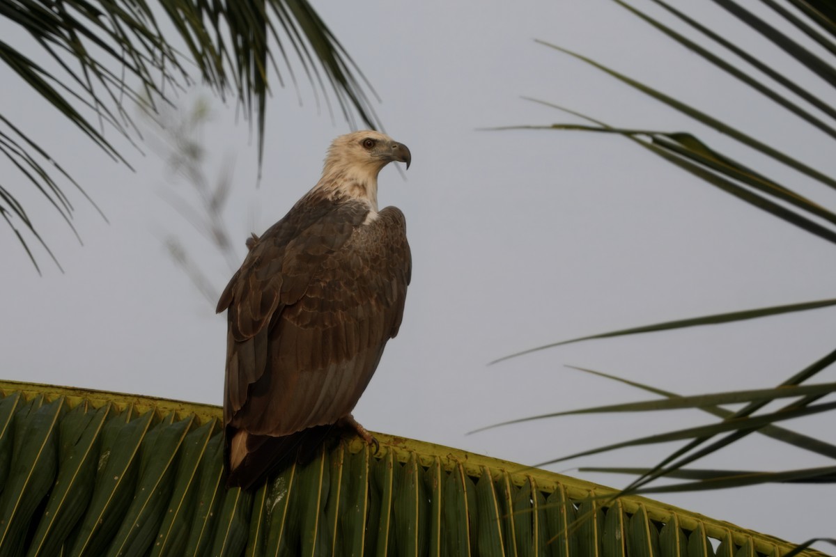 White-bellied Sea-Eagle - ML645190169