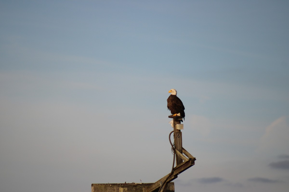 orel bělohlavý - ML645190173