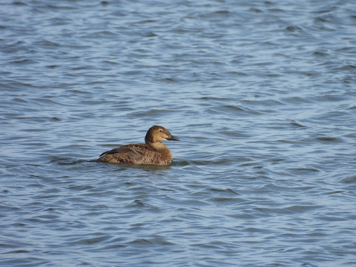 King Eider - ML645190177