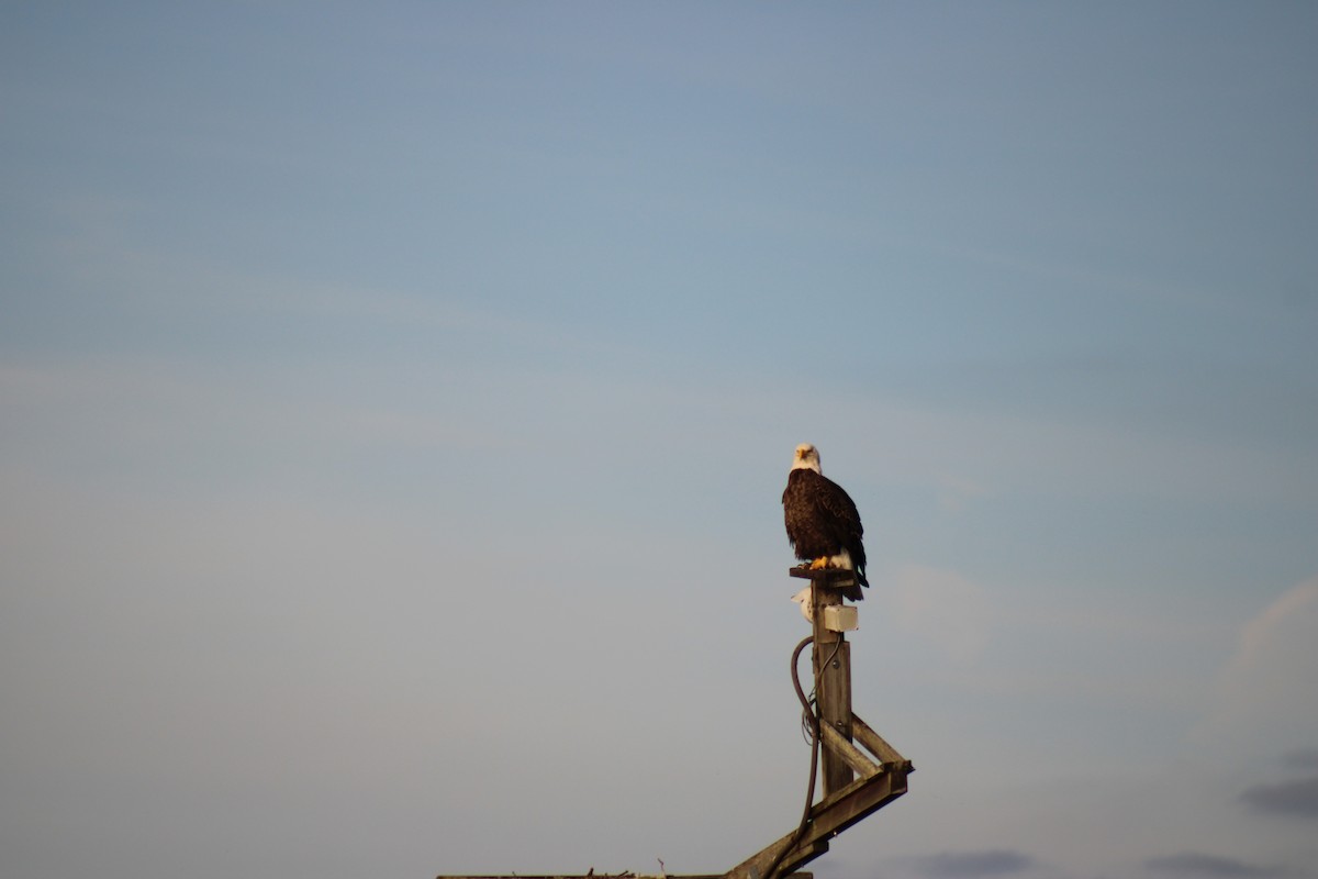 orel bělohlavý - ML645190181