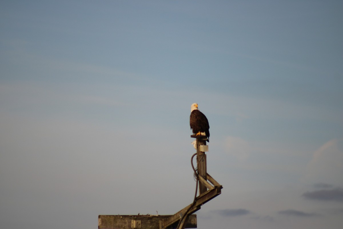 orel bělohlavý - ML645190188