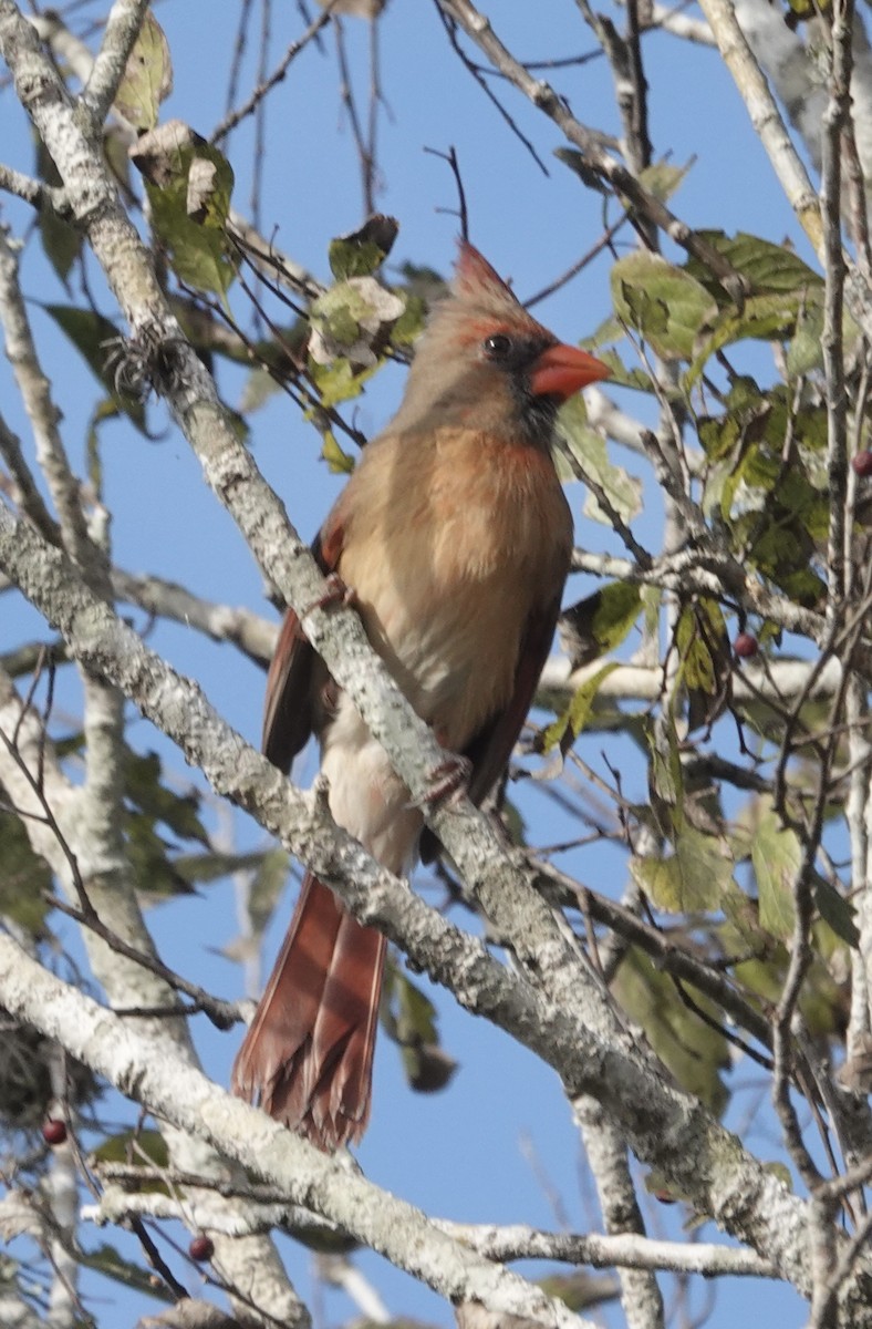 Northern Cardinal - ML645190206