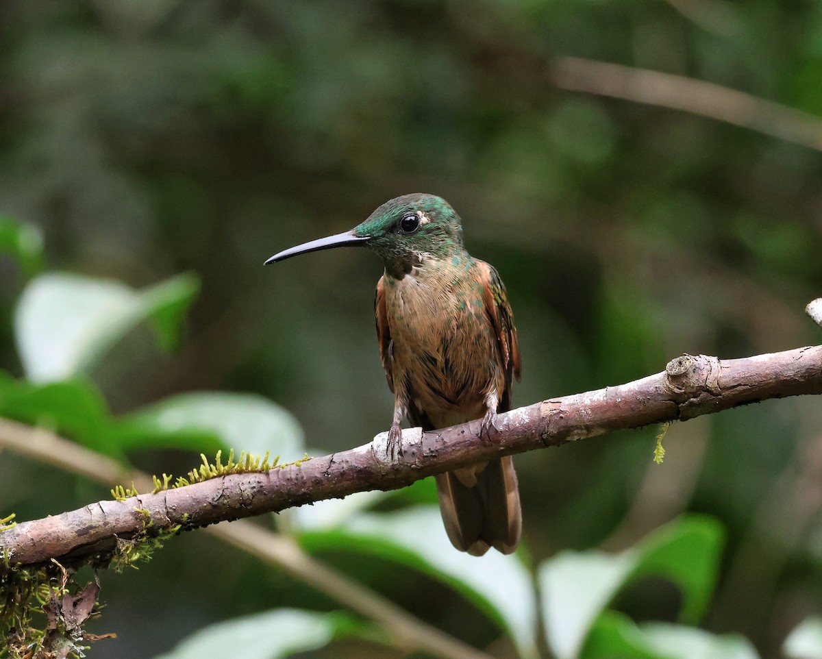 チャムネテリハチドリ - ML645190210