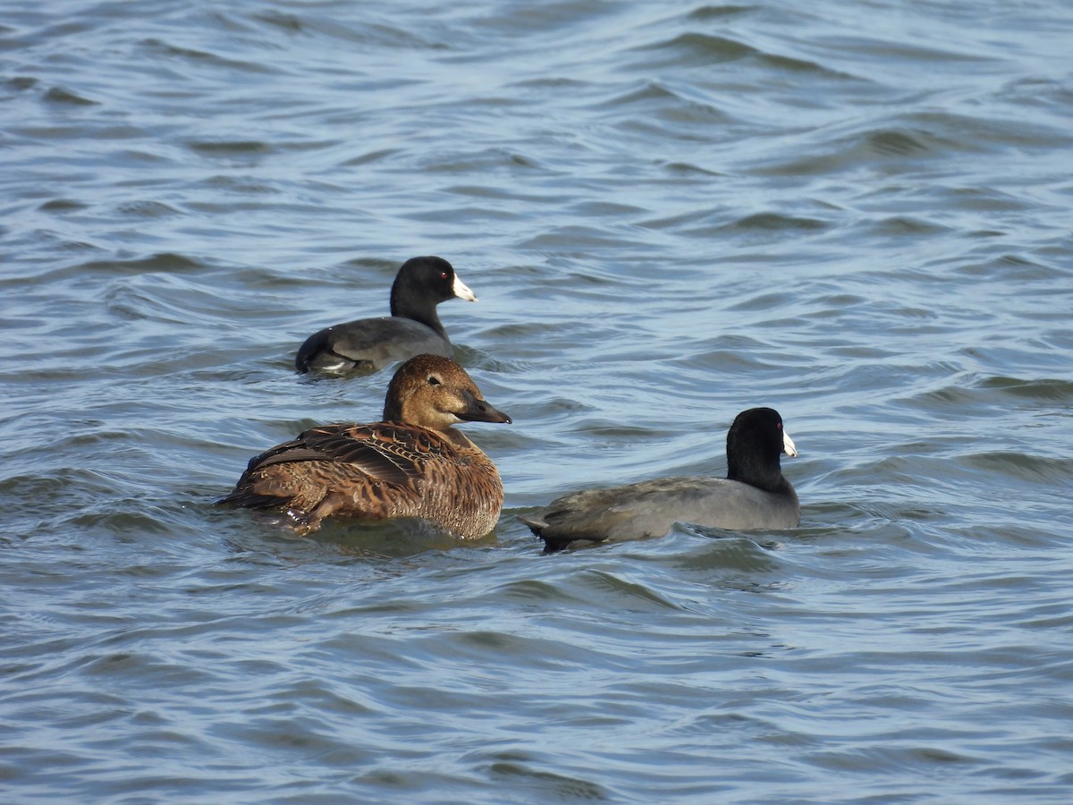 King Eider - ML645190214