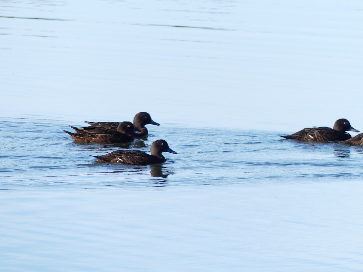 Brown Teal - ML645190220