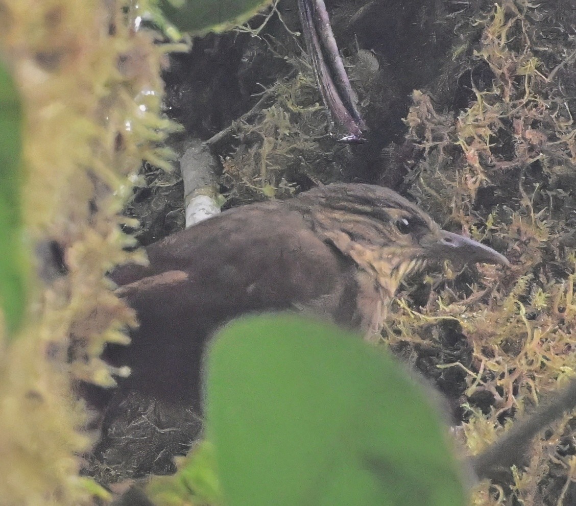 Western Woodhaunter - ML645190224