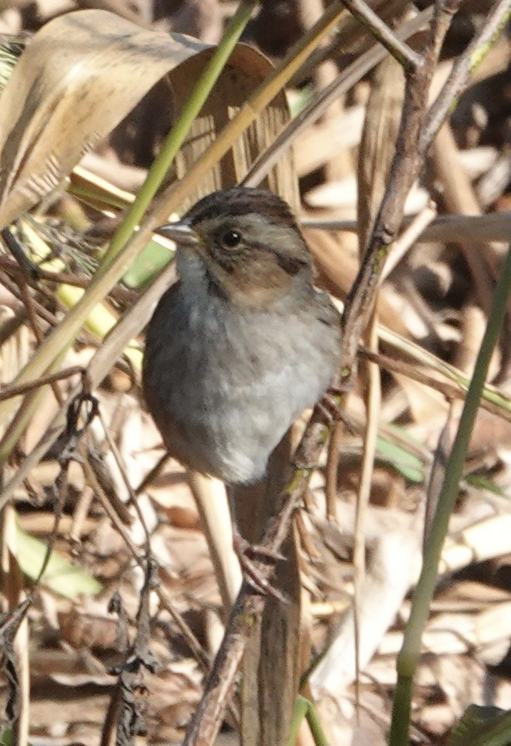 Swamp Sparrow - ML645190242