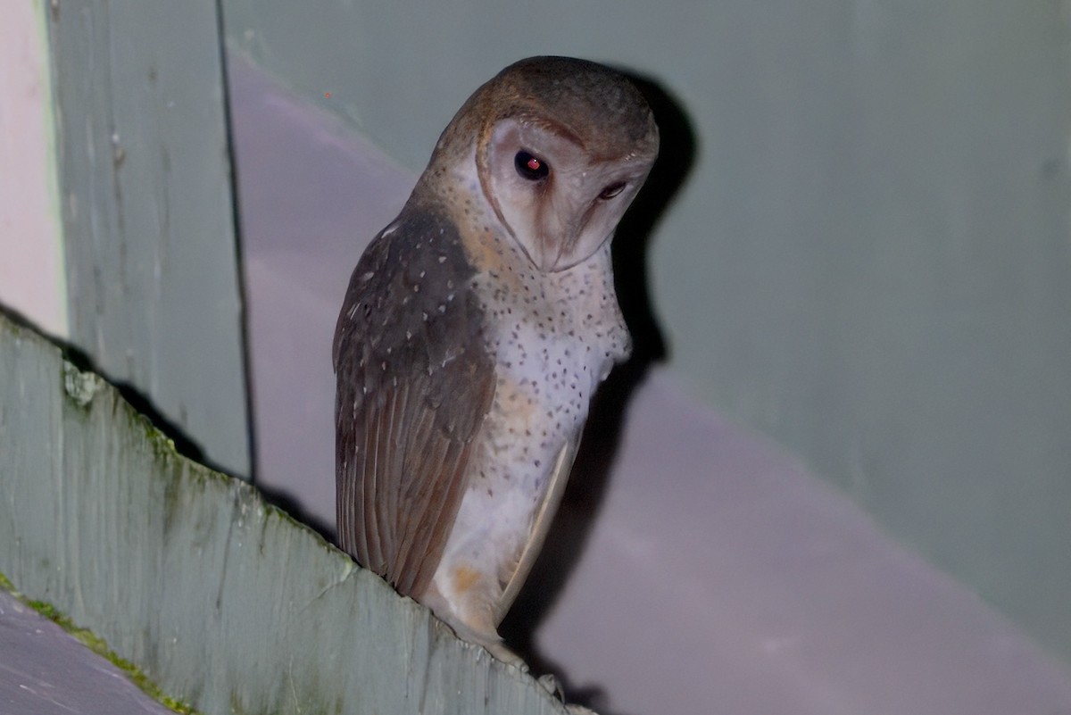 Andaman Masked-Owl - ML645190250