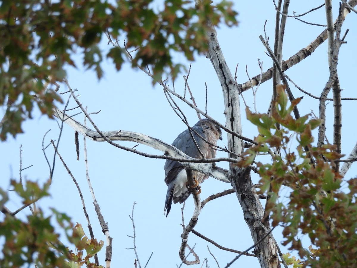 Яструб чорноголовий - ML645190255