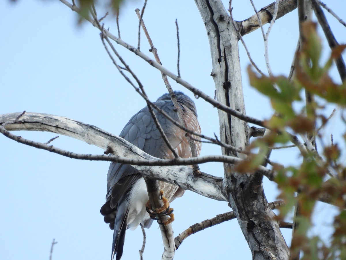 Яструб чорноголовий - ML645190256